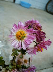 菊花 红色