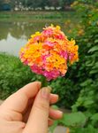 彩色 小花  红色