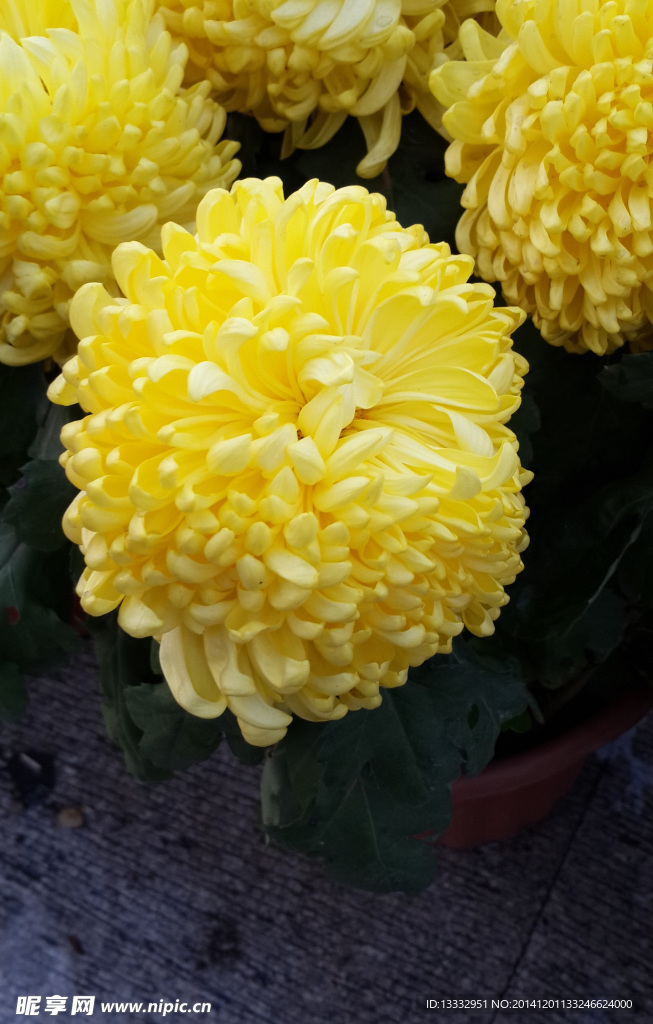 盛开的菊花