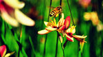 蜜蜂