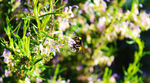 蜜蜂