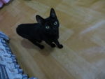 黑猫