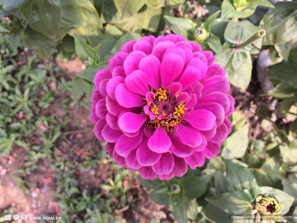 紫色花