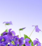 紫色鲜花背景