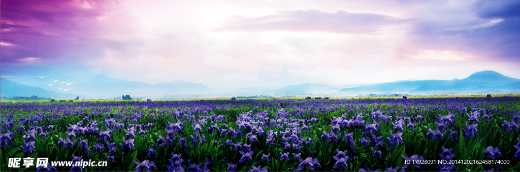 鸢尾花