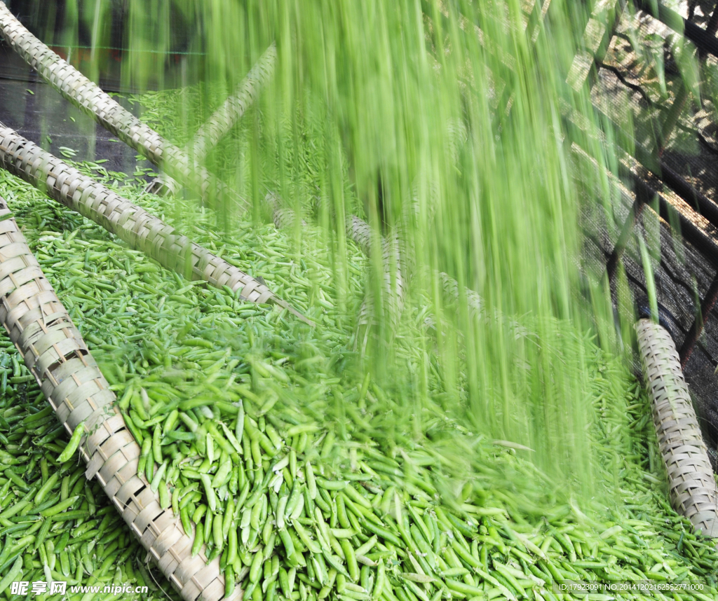 豌豆
