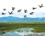 北京野鸭湖湿地公园