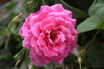 玫瑰花