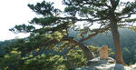 龙爪松