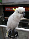 鹦鹉