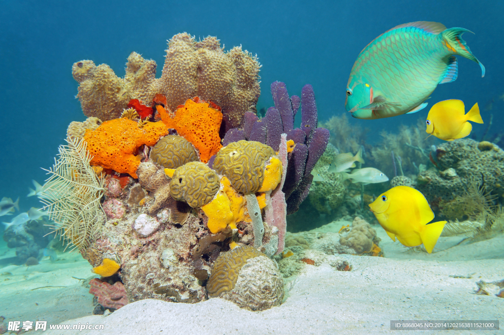 海洋生物