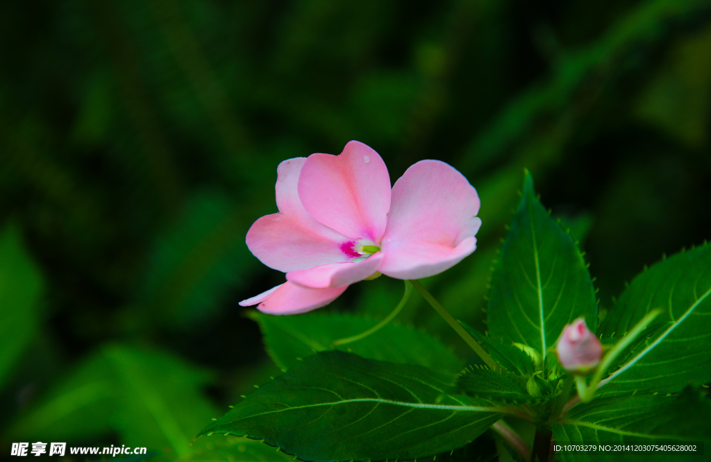 粉色长春花