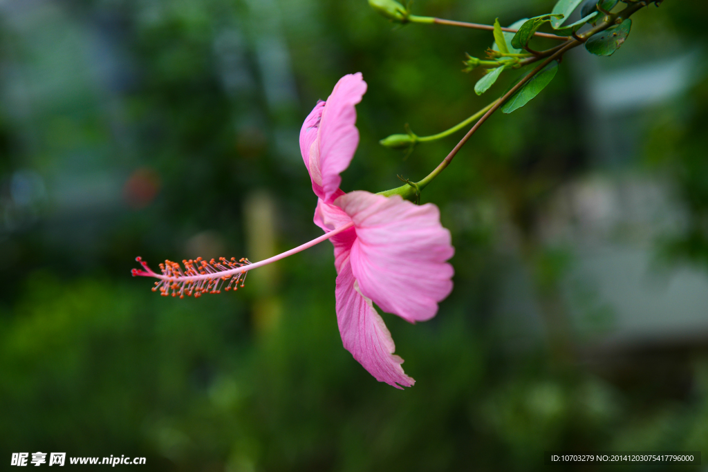 粉色朱槿花