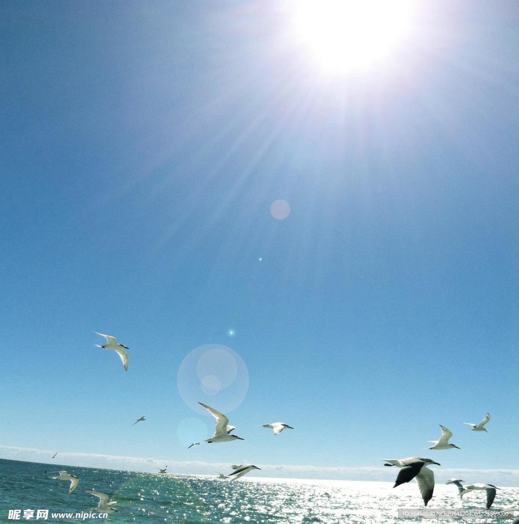 海鸥
