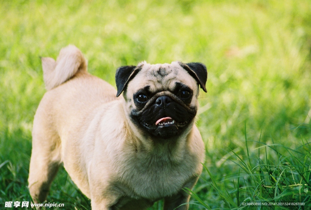 斗牛犬