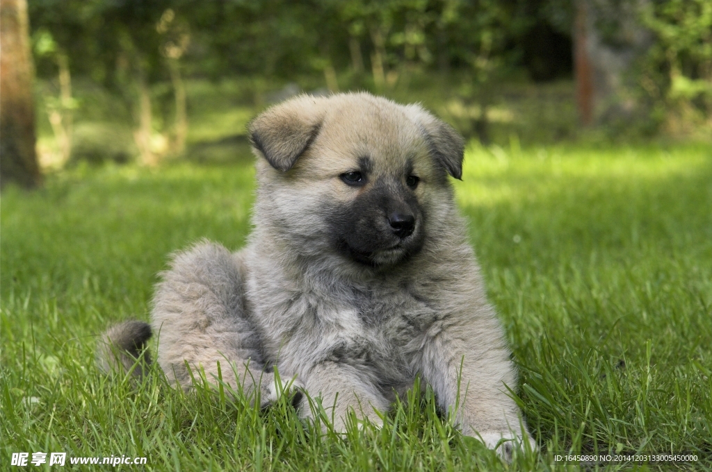 松狮犬