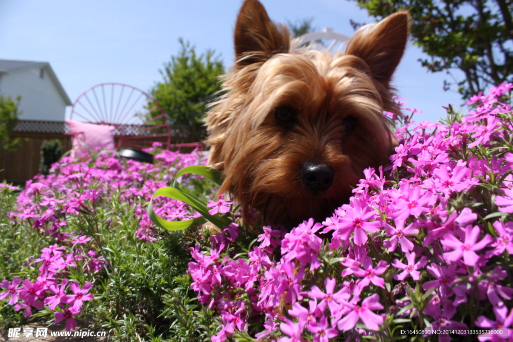 约克夏犬