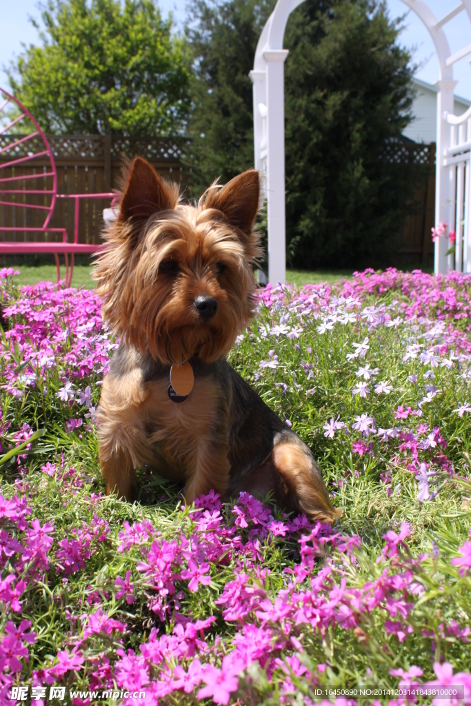 约克夏犬