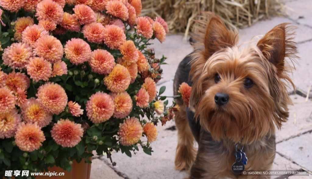 约克夏犬