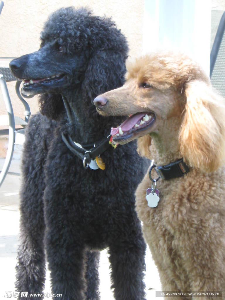 贵妇犬