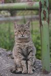 猫咪