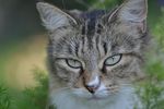 猫咪