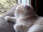猫咪