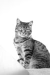 猫咪