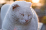 猫咪