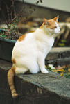 猫咪