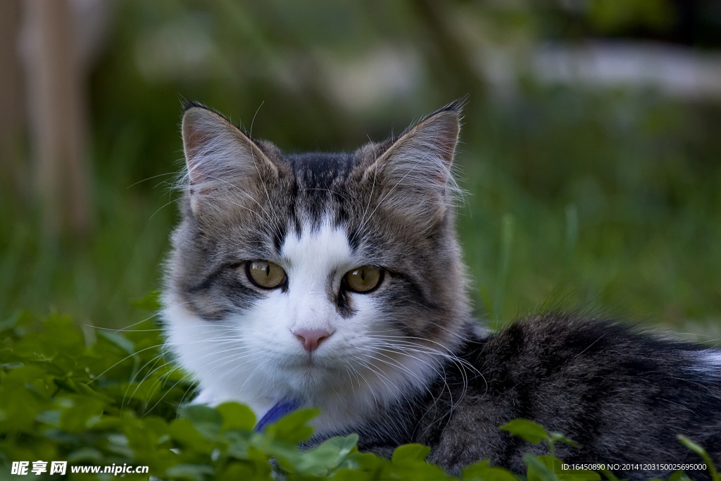 猫咪