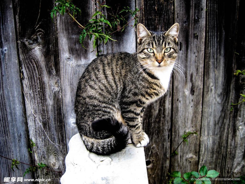 猫咪