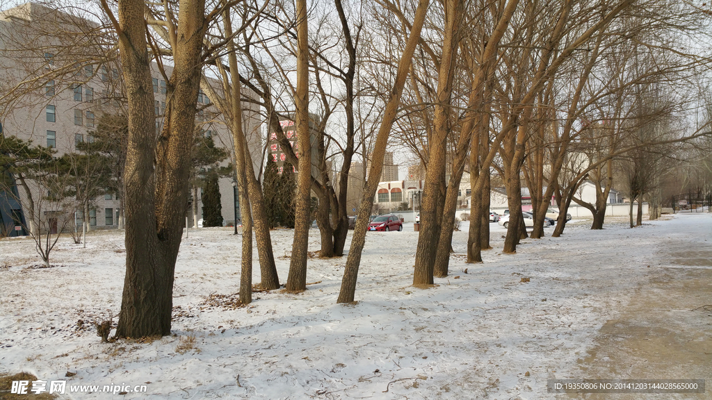 冬天雪后的杨树