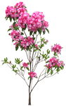 整棵花卉分层素材