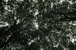 绿树