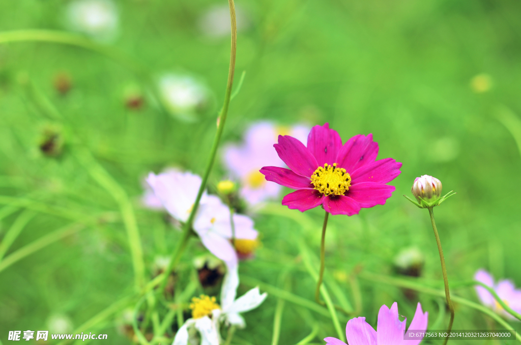 格桑花