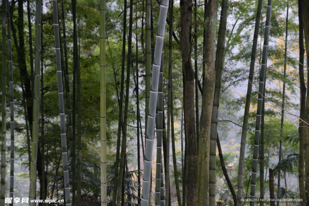 竹林