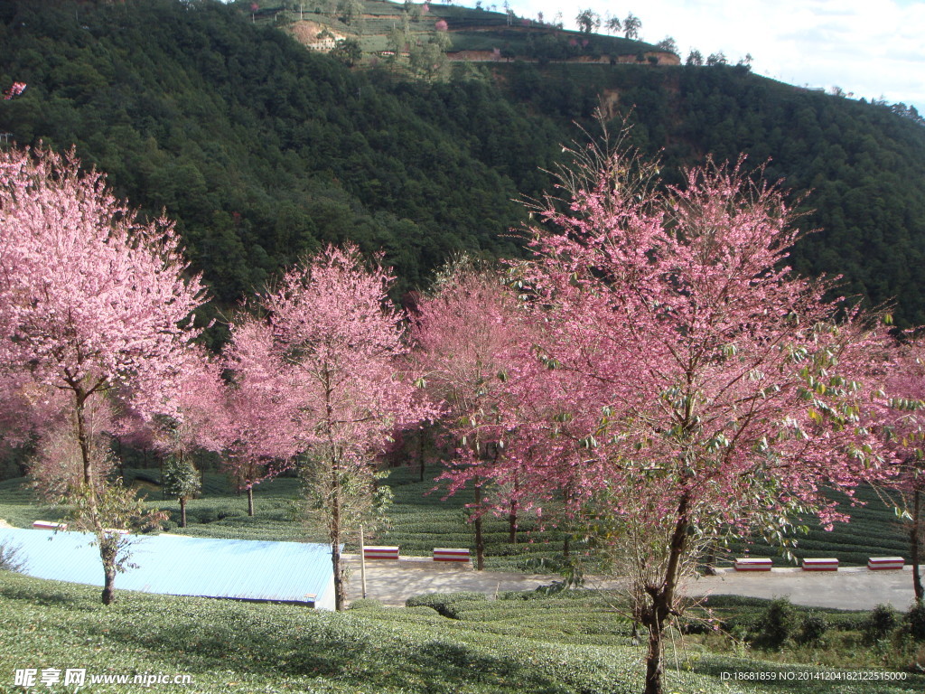 樱花