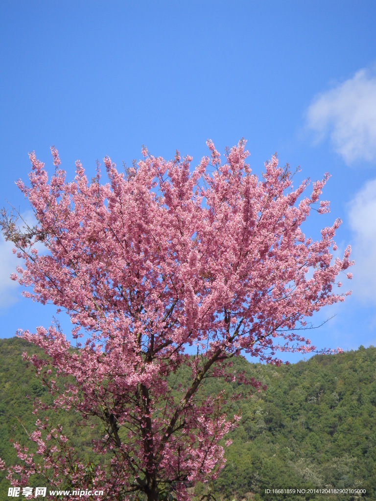 樱花