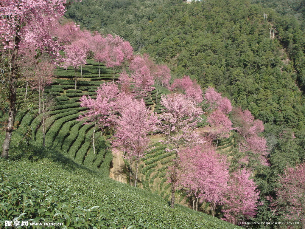 樱花