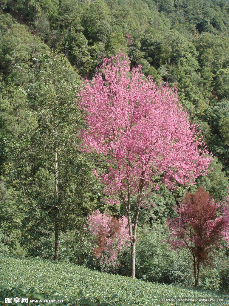 樱花