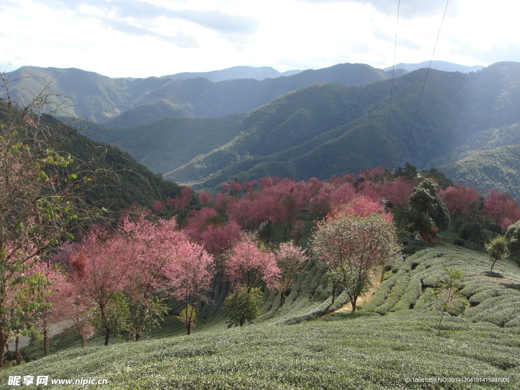 樱花