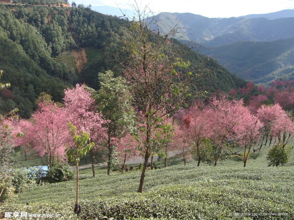 樱花