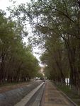 林荫小路