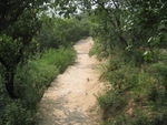 林荫小路