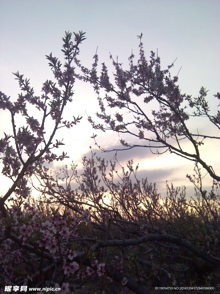 桃花  夕阳