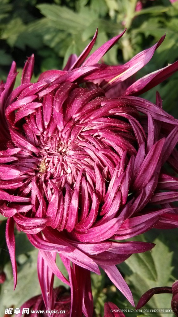 一朵秋菊