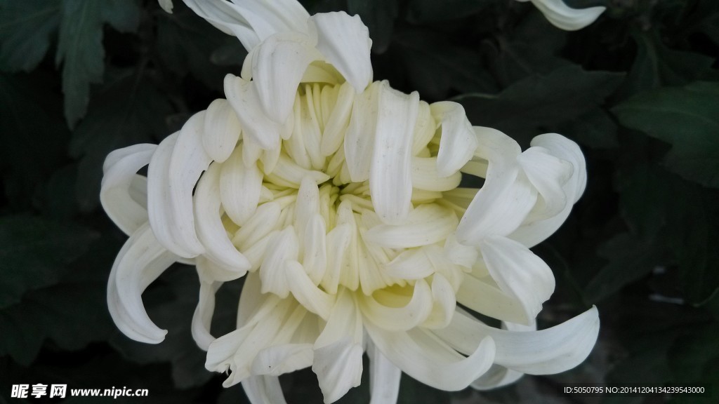 一朵白菊