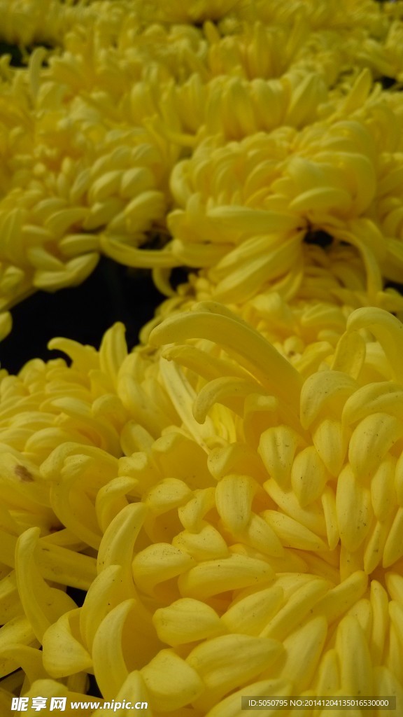 黄色菊花