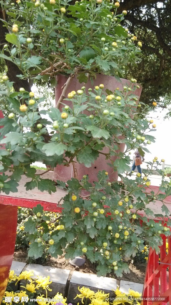 含苞待放秋菊